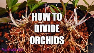 How to propagate Orchids through divisions  Simple guide for beginners [upl. by Armanda]