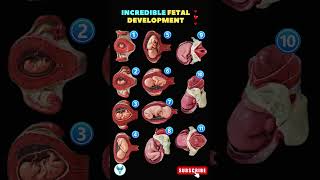 Fetal Development Week by Week  Incredible Pregnancy Journey  Embryo Shortsfeed pregnancy baby [upl. by Anuayek]