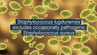 Staphylococcus lugdunensis competitively excludes occasionally pathogenic S aureus [upl. by Ydissahc]