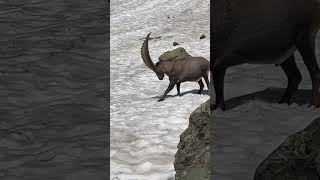 Ein kräftiger Steinbock🫶sucht eine Abkühlung🍀mein Kanal❤️‍🔥Bergwelt Schweiz🇨🇭💫🇨🇭 [upl. by Snilloc]