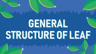 General Structure of Leaf [upl. by Keligot]