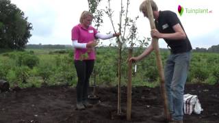 Handige tips en info voor het planten van een fruitboom [upl. by Rosinski]