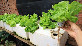 Method of growing hydroponic lettuce in Styrofoam containers at home [upl. by Vasyuta]