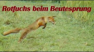 Rotfuchs  erfolgreicher Beutesprung bzwMaussprung am Feldrand  Fuchsjagd einmal anders [upl. by Inafit]