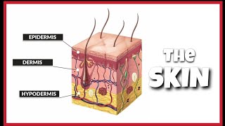 The Human skin Function and Structure  Anatomy and Physiology  largest organ [upl. by Schacker]