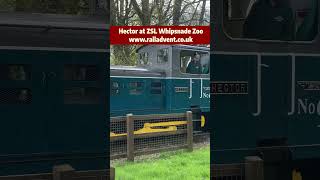 Hector on the Whipsnade Zoo Railway bedfordshire train trainspotting diesel [upl. by Dilaw466]