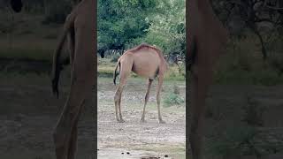 animals travelcamel africansafari camel safaritour nature desertsafari camelcamelcamel 100 [upl. by Ahsinal]