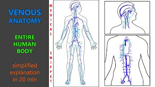 Venous Anatomy of the human body  Anatomy made easy [upl. by Justinian13]