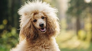 POODLE BARKING  POODLE HOWLING AND BARKING COMPILATION 2016 [upl. by Emmerich]