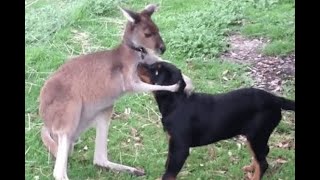 Dog vs Kangaroo Videos  Buff Kangaroo vs Dog  Kangaroo Fights Man  Kangaroo Boxing Human [upl. by Yojal]