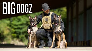 I Trained My Dogs To A Military Standard  BIG DOGZ [upl. by Anires]