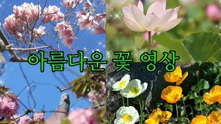 꽃피는 영상🌻🌼🌷a flowerblooming video 4편♡보시고 힐링하세요 [upl. by Litnahs]