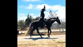 Rocky Mountain Horse for Sale  Cody Gaited Horse Training [upl. by Furgeson]