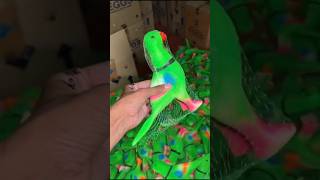 One minute amazing parrot toy with whistle 😍 [upl. by Arrotal]