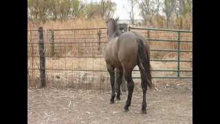 Shining C Grulla Horses yearling stallion 10812 [upl. by Enyaw]