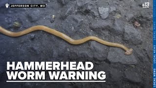 Missouri Department of Conservation raises alarm over harmful hammerhead worms [upl. by Atirehs]