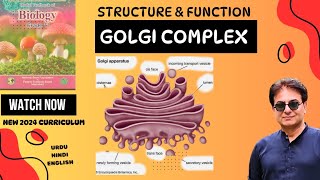 Golgi Complex  Structure amp Function of Golgi Apparatus  Bio Grade 11  Federal Board Pakistan 2024 [upl. by Enomaj]