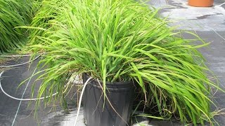 Mosquitorepelling chemicals identified in traditional sweetgrass [upl. by Mirisola]