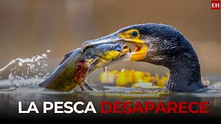 El ave cormorán la pesadilla para los peces en las aguas de Honduras [upl. by Trini]