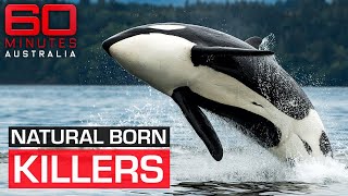 The shocking moment a killer whale attacks its trainer  60 Minutes Australia [upl. by Mountfort952]