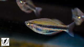 Rainbowfish Caught Flashing  Melanotaenia sp Kaladiri [upl. by Juline130]