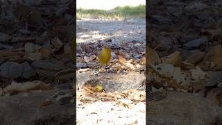 Orangecrowned Warbler🐦Morning Peanut Grab orangecrownedwarbler [upl. by Ayetal543]