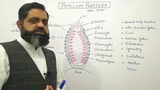 Phylum Porifera Urdu Hindi medium profmasoodfuzail Sponges  Structure of Sponges [upl. by Aihsot451]