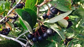 Growing Aronia Berries [upl. by Ellezaj]