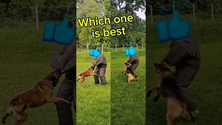 Belgian Malinois VS German shepherd Attack [upl. by Yarb]