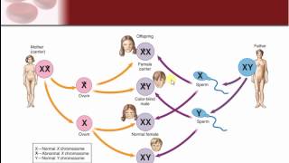 Chapter 24  Genetics and Genetic Disease [upl. by Raseda]