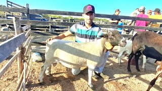 A FEIRA DE CAPRINOS E OVINOS DE FOLHA MIÚDA TEM BASTANTE CABRAS DE LEITE E CARNEIRO DORPERnordeste [upl. by Esiole]