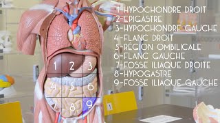 Anatomie générale  le tronc [upl. by Rhines]