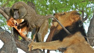 Sad Story Foolish Baboons Steal Lion Cub And Lions Savage Revenge  Baboon Vs Lion [upl. by Euqimod]