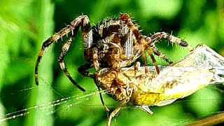 Crazy Moment  Cross Orbweaver Eats a Cricket [upl. by Otit987]