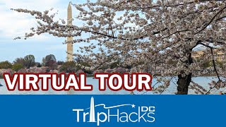 Washington DC Cherry Blossom 2023 Virtual Tour 🌸 4K Narrated [upl. by Evod]