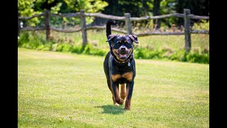 Rottweiler with Leukoencephalomyelopathy LEMP [upl. by Tess312]