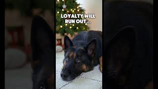 Dog love germanshepherd doglover dog [upl. by Noisla]