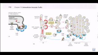 Protein secretion pathway ER to Golgi [upl. by Melesa]