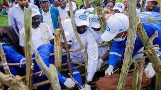 DRC South Kivu launches largescale vaccination [upl. by Towroy833]