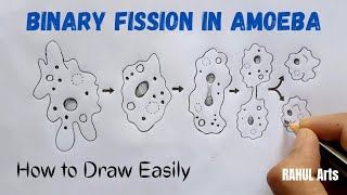 How to Draw Binary fission in amoeba  Binary Fission In Amoeba Diagram  Biology  CBSE [upl. by Idnor119]