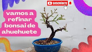 vamos a refinar bonsai de mini ahuehuete [upl. by Melvina]