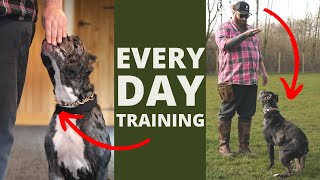 5 Dog Training Exercises You Should Do EVERY DAY At Home [upl. by Phalan]