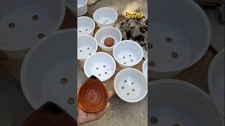 🌿এডেনিয়ামের জীব থেকে ৯টি চারা পেলাম🌸Seeding of ADENIUM garden [upl. by Colburn]