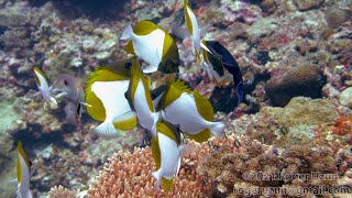 HDObservations  Pyramid Butterflyfish 4K UHD [upl. by Animehliw]