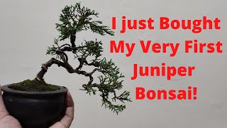 I Just Bought My Very First Juniper Bonsai  Bonsai Philippines [upl. by Netram]