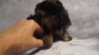 Teacup Yorkie Puppies For Adoption Playful and Healthy [upl. by Shedd]