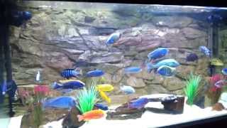 african malawi cichlid tank all male peacock hap and mbuna show tank [upl. by Nylodam162]