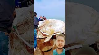 wh🐬🐋 amazingfacts animals whale fishing factsinhindi ytshorts viralshort shortsvideo reels [upl. by Addiego439]