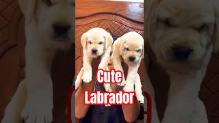 Bestqualitylabradorcutebreedlabradorretrievercutepuppiescuteanimalsdogshortsbargarhpetshop [upl. by Cordalia]