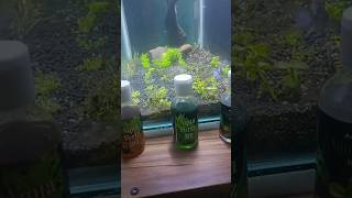 How to use aquarium fertilizers [upl. by Tory]